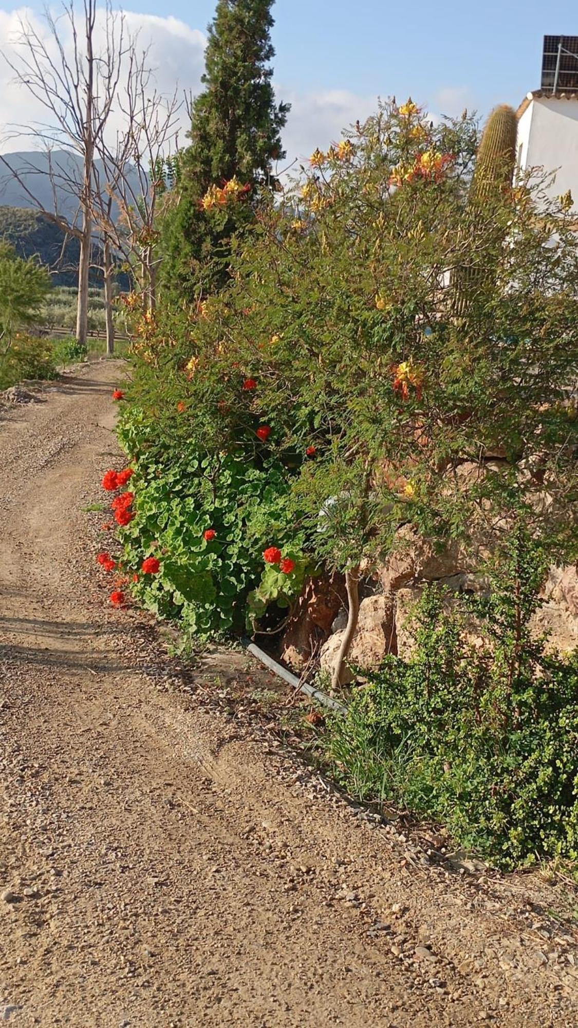 Cortijo Rural Molino El Tarahal Con Piscina Y Zonas Compartidas Eksteriør bilde