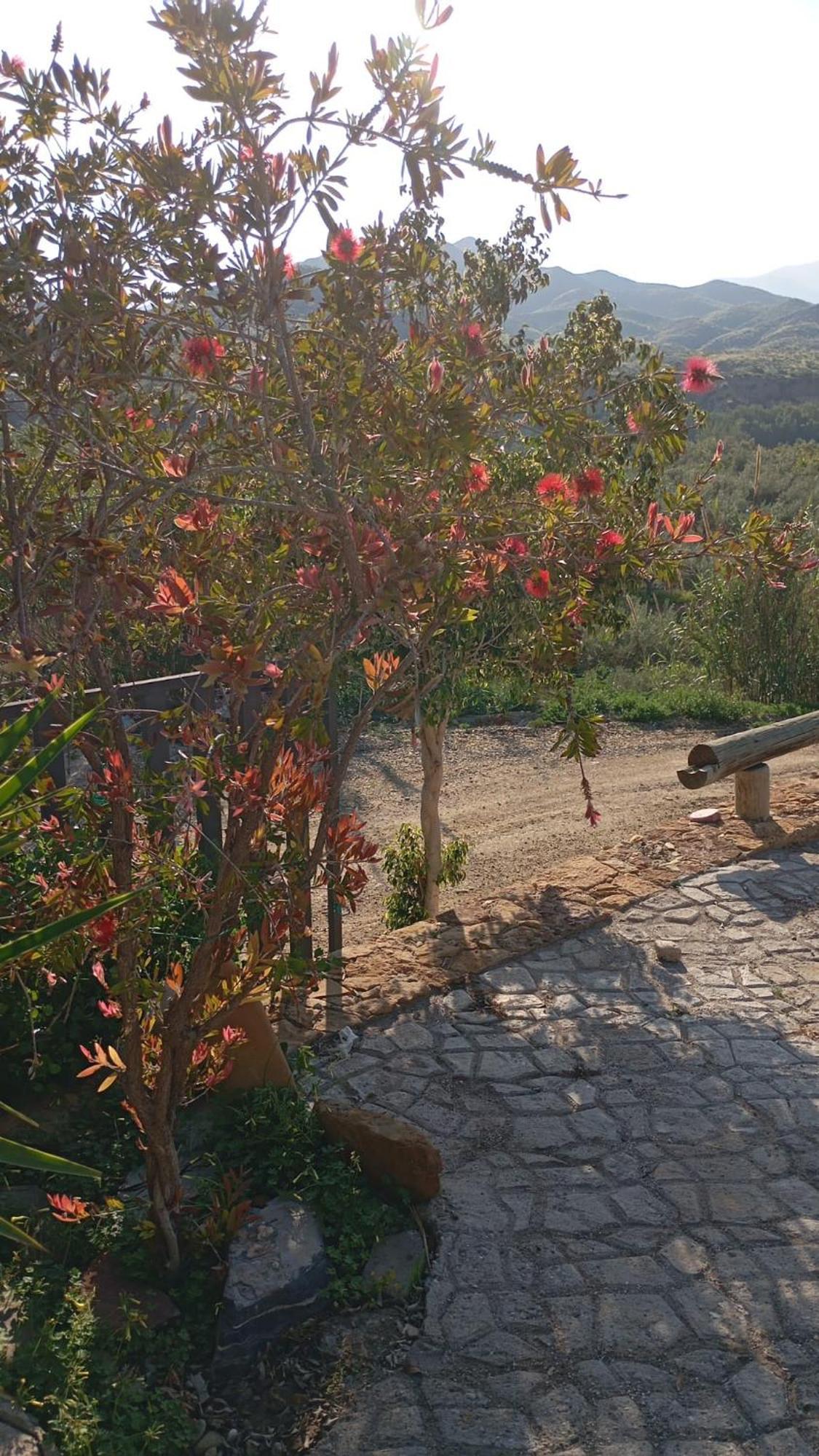 Cortijo Rural Molino El Tarahal Con Piscina Y Zonas Compartidas Eksteriør bilde